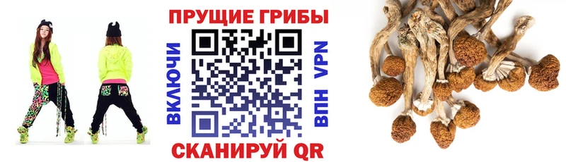Купить  Елизово  Галлюциногенные грибы Psilocybine cubensis 